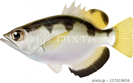 図鑑　テッポウウオ　鉄砲魚　アーチャーフィッシュ 127819656