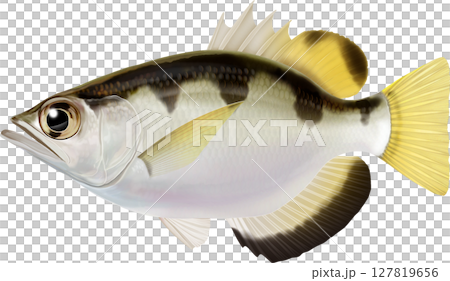 圖解指南：射水魚 127819656