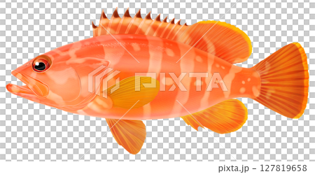 図鑑　アカハタ　赤羽太 127819658
