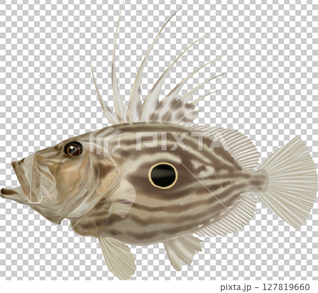 図鑑 マトウダイ マトダイ 的鯛 図鑑 マトウダイ マトダイ 的鯛 127819660