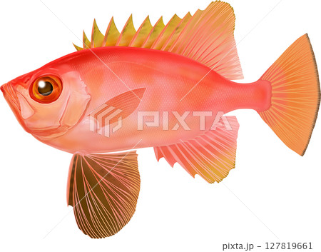 図鑑　チカメキントキ　近目金時 127819661