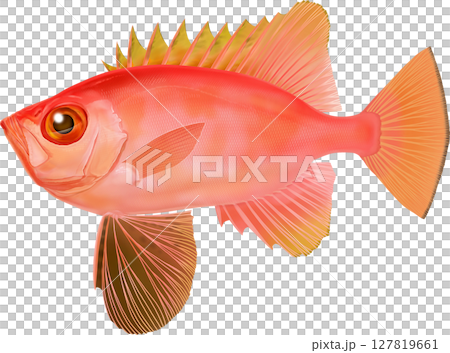 図鑑　チカメキントキ　近目金時 127819661