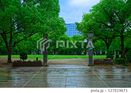 若葉と新緑の天神中央公園　 127819671