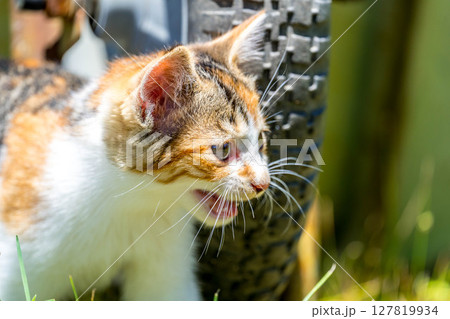 子猫吠える~7月の日差し~ 子猫吠える~7月の日差し~ 127819934