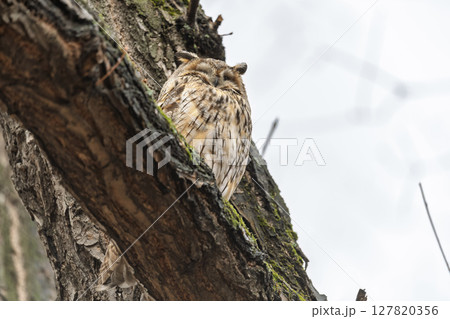 Long-eared owl (Asio otus), looking forward with wide opened eyes Long-eared owl (Asio otus), looking forward with wide opened eyes 127820356