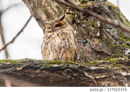Long-eared owl (Asio otus), looking forward with wide opened eyes Long-eared owl (Asio otus), looking forward with wide opened eyes 127820358