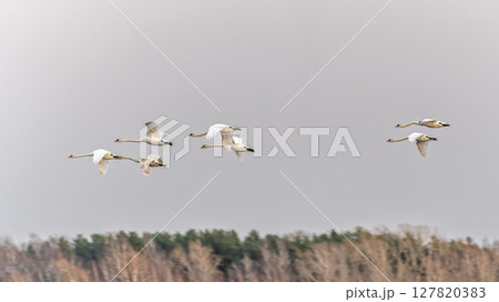 Flying swans. Blue sky background. Swans: Mute Swan. Cygnus olor. Flock of swans gliding gracefully through the morning sky at dawn. Flying swans. Blue sky background. Swans: Mute Swan. Cygnus olor. Flock of swans gliding gracefully through the morning sky at dawn. 127820383