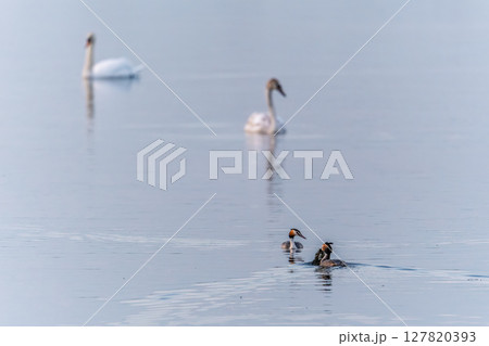 Mating games of two water birds Great Crested Grebes. Two waterfowl birds Great Crested Grebes swim in the lake with heart shaped silhouette 127820393