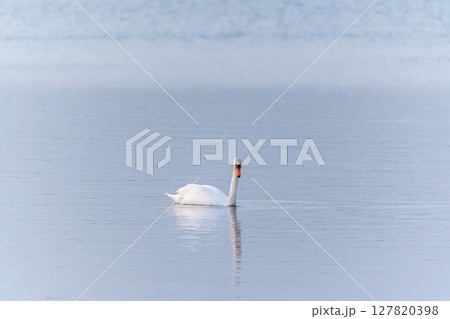 Graceful white Swan swimming in the lake, swans in the wild. Portrait of a white swan swimming on a lake. 127820398