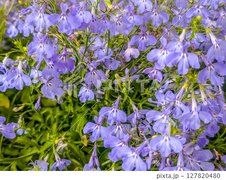 春の彩り～瑠璃蝶々の花～ 127820480