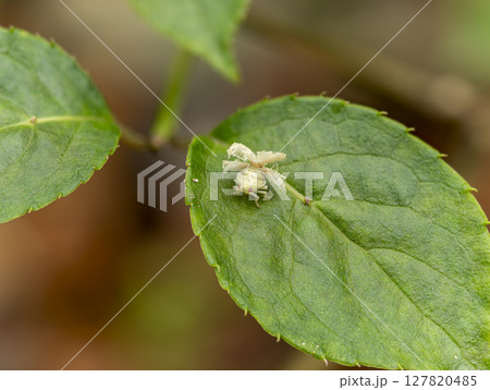 葉の上のアオバハゴロモの幼虫 127820485