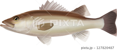 図鑑 アラ 図鑑 アラ 127820487