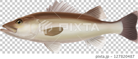 図鑑 アラ 図鑑 アラ 127820487