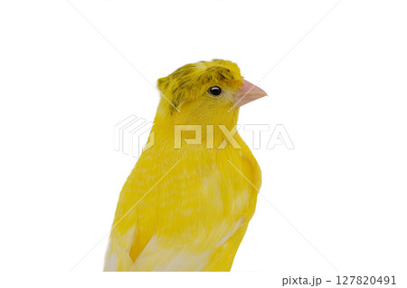 portrait canary isolated on white background 127820491