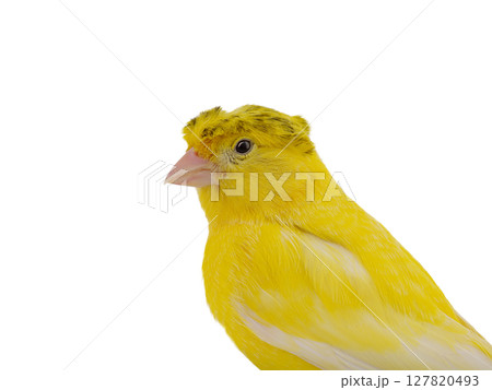 portrait canary isolated on white background 127820493