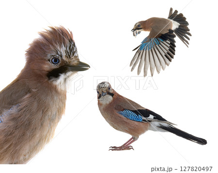 jay isolated on a white background 127820497