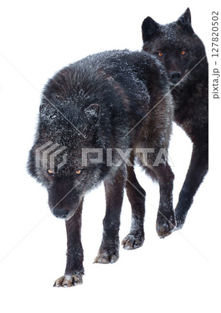 canadian black wolfs during snowfall isolated on white background canadian black wolfs during snowfall isolated on white background 127820502