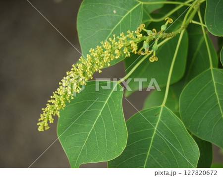 ナンキンハゼの花序 127820672