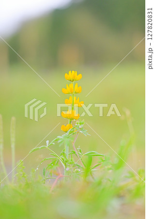 道端のルーピン 道端のルーピン 127820831