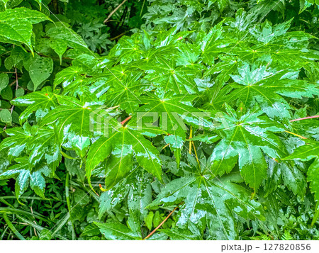 真夏の雨～レイニーグリーン～ 127820856