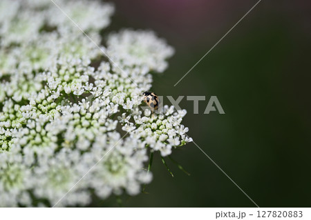 ホワイトレースフラワー 127820883