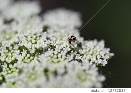 ホワイトレースフラワー 127820884