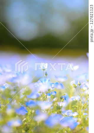 ネモフィラ 127821123