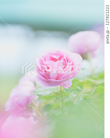 北海道の初夏風景 ロイズローズガーデンのピンクの薔薇 127821222