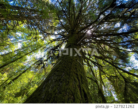 Upward View of a Tall Moss-Covered Tree in Lush Forest 127821262