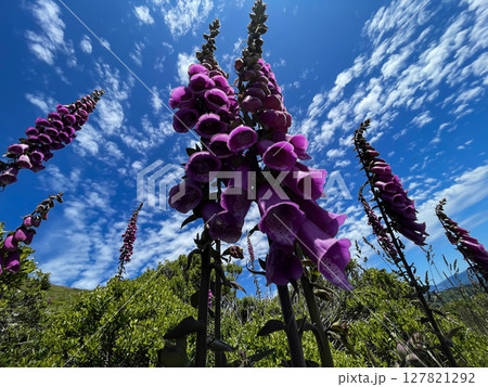 Wide-Angle View of Vibrant Purple Foxglove Flowers in Sunlight Wide-Angle View of Vibrant Purple Foxglove Flowers in Sunlight 127821292