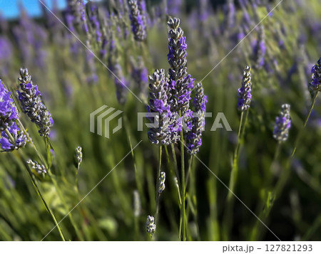Lavender Flowers in Bloom on a Sunny Summer Day 127821293