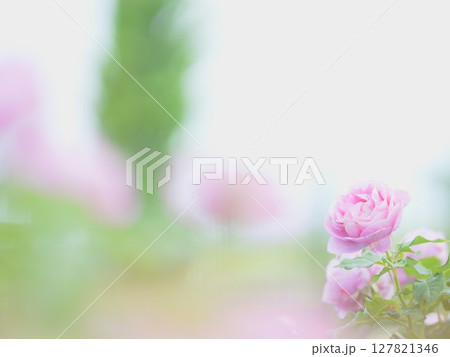 北海道の初夏風景 ロイズローズガーデンのピンクの薔薇 127821346