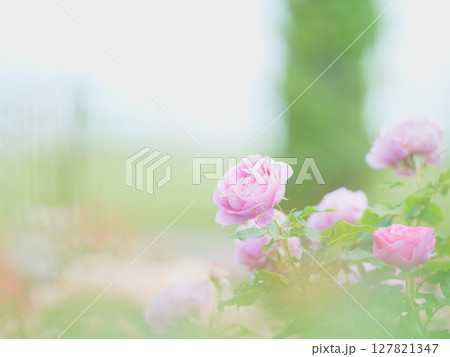 北海道の初夏風景 ロイズローズガーデンのピンクの薔薇 127821347