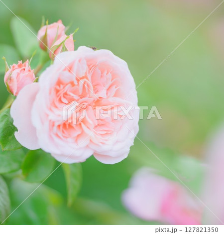 北海道の初夏風景 ロイズローズガーデンのピンクの薔薇 127821350