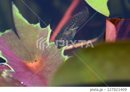 オタマジャクシ 127821409