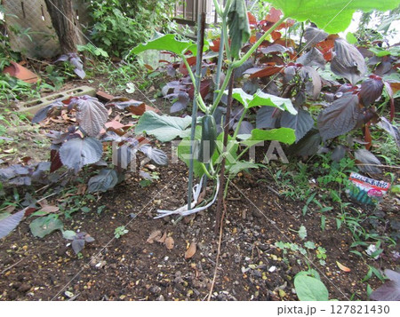 元気に育った夏野菜の胡瓜 元気に育った夏野菜の胡瓜 127821430