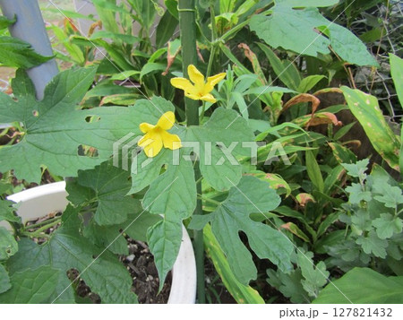 家庭菜園ゴーヤの黄色い花 家庭菜園ゴーヤの黄色い花 127821432