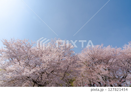 満開の桜と青い空 127821454