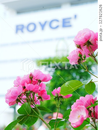 ロイズローズガーデン ロイズタウン工場 127821626