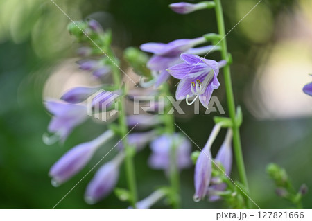 ギボウシ 127821666