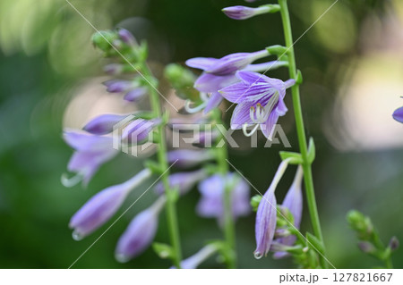 ギボウシ 127821667