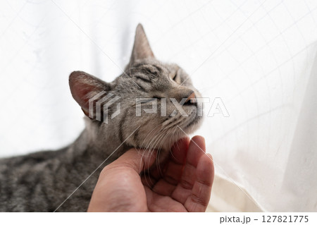 猫を撫でる飼い主 サバトラ猫 猫を撫でる飼い主 サバトラ猫 127821775