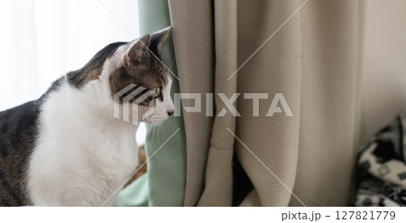 見つめる猫 キジトラ白 見つめる猫 キジトラ白 127821779