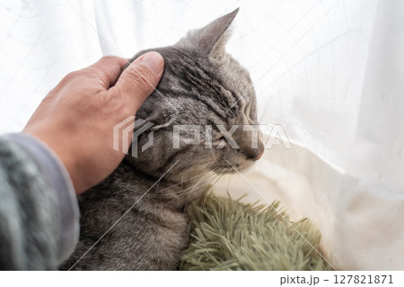 猫を撫でる飼い主　サバトラ猫 127821871
