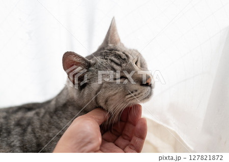 猫を撫でる飼い主 サバトラ猫 猫を撫でる飼い主 サバトラ猫 127821872
