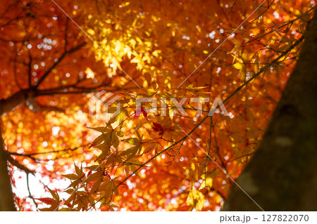 美しい紅葉の森 127822070