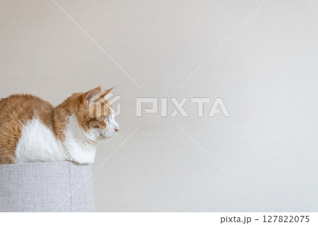 キャットタワーの上に乗ってくつろぐ猫　茶トラ白 127822075