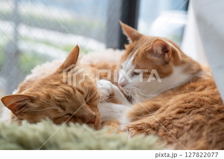 窓辺で眠る二匹の猫 窓辺で眠る二匹の猫 127822077