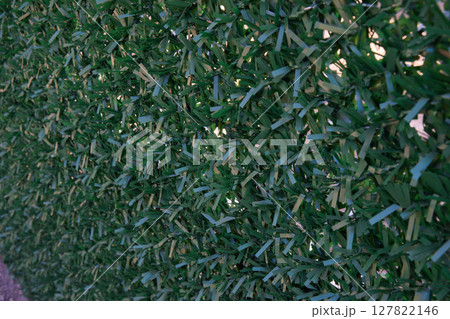 A Lush Green Foliage Wall Offering Natural Privacy and Serenity in Urban Outdoor Spaces 127822146