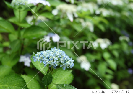 紫陽花 127822157